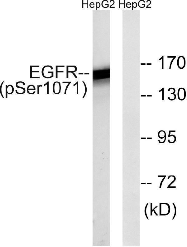 a00023s1071 egfr primary antibodies wb testing 2