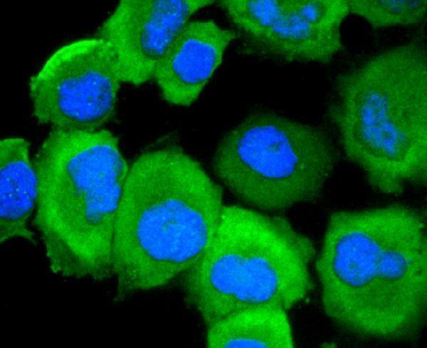 a00023s695 egfr primary antiboties icc testing 2