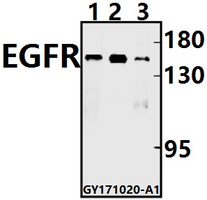 a00023t1191 egfr primary antiboties wb testing 1