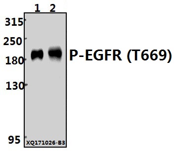 a00023t669 1 egfr primary antiboties wb testing 1