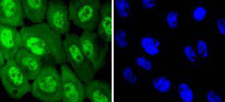a00023y1068 1 egfr primary antiboties icc testing 1