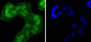 a00023y1068 1 egfr primary antiboties icc testing 2