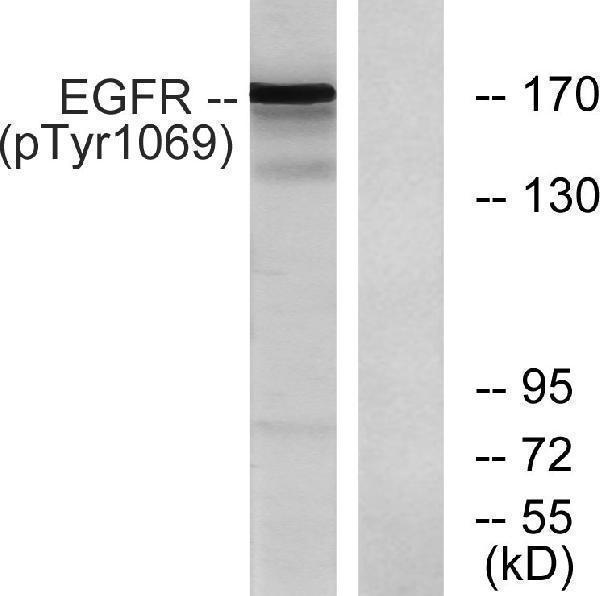 a00023y1069 egfr primary antibodies wb testing 1