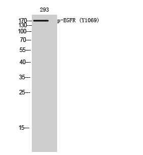 a00023y1069 egfr primary antibodies wb testing 2