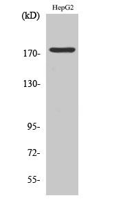 a00023y1092 1 egfr primary antibodies wb testing 2