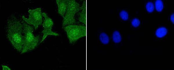 a00023y1092 egfr primary antiboties icc testing 2