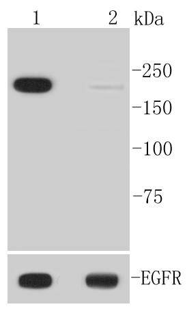 a00023y1092 egfr primary antiboties wb testing 1