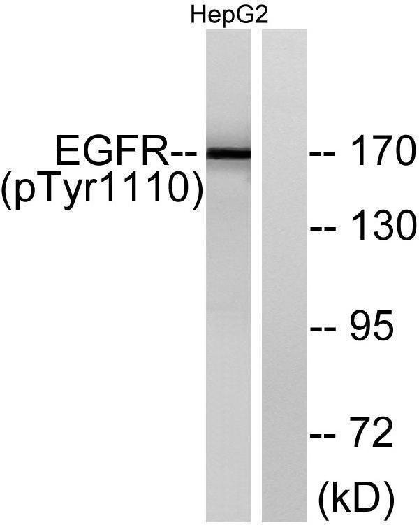 a00023y1110 egfr primary antibodies wb testing 3