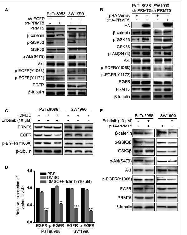 a00023y1172 egfr primary antibodies wb testing 2