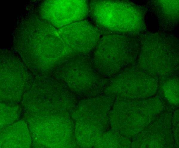 a00023y1173 egfr primary antiboties icc testing 1