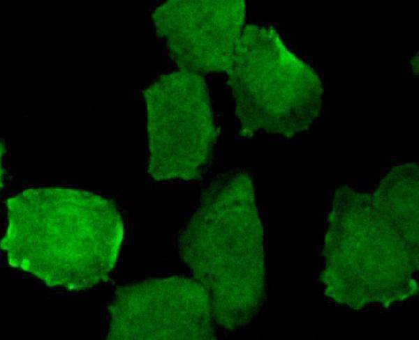 a00023y1173 egfr primary antiboties icc testing 2
