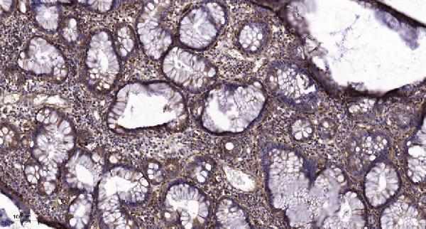 a00023y998 1 egfr primary antibodies ihc testing 1