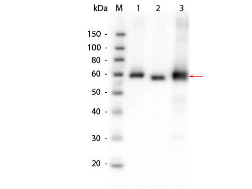 a00024 1 akt1 akt2 akt3 primary antibodies wb testing 1