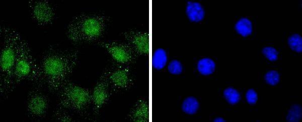 ICC staining Phospho-AKT1(S124) in NIH/3T3 cells (green)