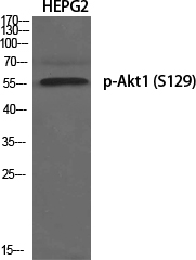 Western Blot analysis of various cells using Phospho-Akt1 (S129) Polyclonal Antibody diluted at 1:1000