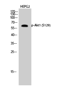 Western Blot analysis of HEPG2 cells using Phospho-Akt1 (S129) Polyclonal Antibody diluted at 1:1000