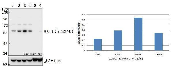 Western blot (WB) analysis of AKT1 (phospho-S246) polyclonal antibody at 1:500 dilution
Lane1:L02 whole cell lysate
Lane2:L02 treated with EGF(0