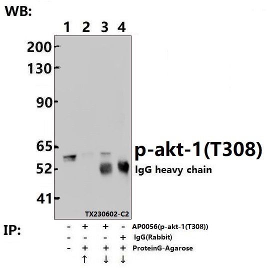 Immunoprecipitation of PC12 cell lysates using AKT (phospho-T308) pAb (Sepharose Bead Conjugate)#BD0048 (lane 2 and lane 3) and Nonspecific IgG  Control (Sepharose Bead Conjugate)#BD0048 (lane 4) 