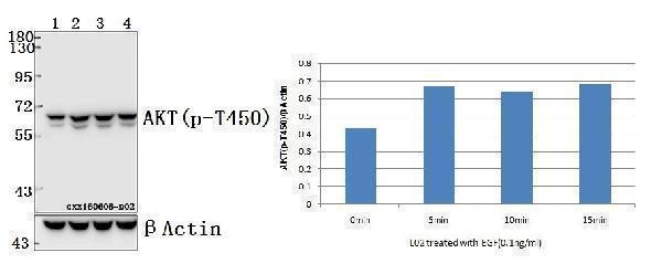 a00024t450 1 akt1 primary antiboties wb testing 1
