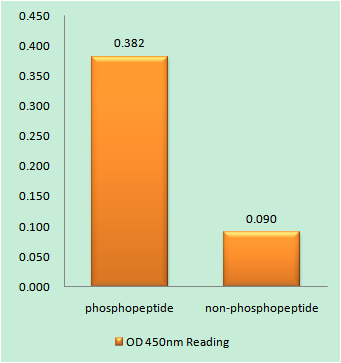 a00024t72 akt1 primary antibodies elisa testing 1