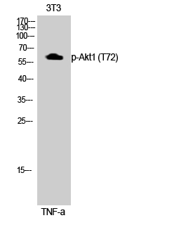 a00024t72 akt1 primary antibodies wb testing 2