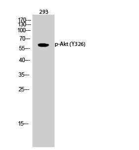 Western Blot analysis of 293 cells using Phospho-Akt (Y326) Polyclonal Antibody diluted at 1:1000