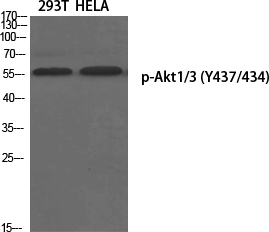 Western Blot analysis of various cells using Phospho-Akt1/3 (Y437/434) Polyclonal Antibody diluted at 1:1000