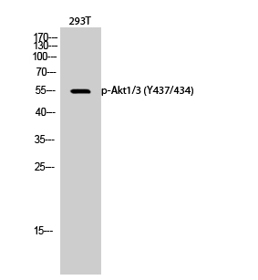 Western Blot analysis of 293T cells using Phospho-Akt1/3 (Y437/434) Polyclonal Antibody diluted at 1:1000