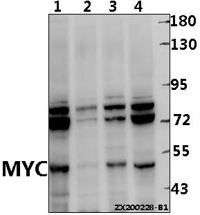 Western blot (WB) analysis of MYC pAb at 1:1000 dilution
Lane1:K562 whole cell lysate(40ug)
Lane2:Jurkat whole cell lysate(40ug)
Lane3:A549 whole cell lysate(40ug)
Lane4:HEK293T whole cell lysate(40ug)