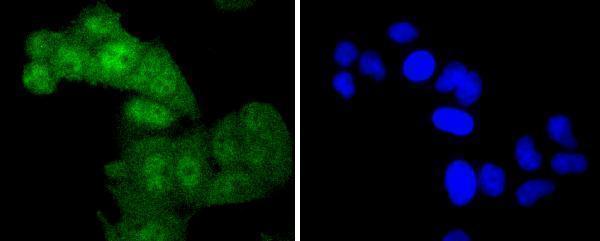 a00026t58 1 myc primary antiboties icc testing 1