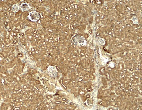 Immunohistochemistry of JAK2 in mouse kidney tissue with JAK2 antibody at 5 μg/ml