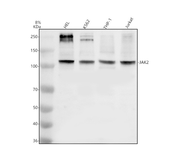 Western blot analysis of JAK2 using anti-JAK2 antibody (A00027-5)