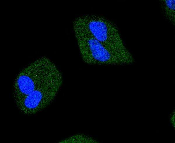 a00027y1007y1008 jak2 primary antiboties icc testing 1