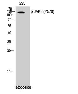 a00027y570 1 jak2 primary antibodies ihc testing 4