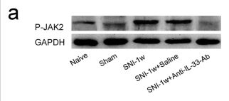 a00027y570 1 jak2 primary antibodies wb testing 2