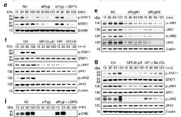 a00027y570 1 jak2 primary antibodies wb testing 3