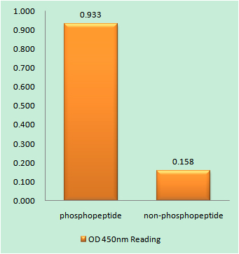 Enzyme-Linked Immunosorbent Assay (Phospho-ELISA) for Immunogen Phosphopeptide (Phospho-left) and Non-Phosphopeptide (Phospho-right), using JAK2 (Phospho-Tyr931) Antibody