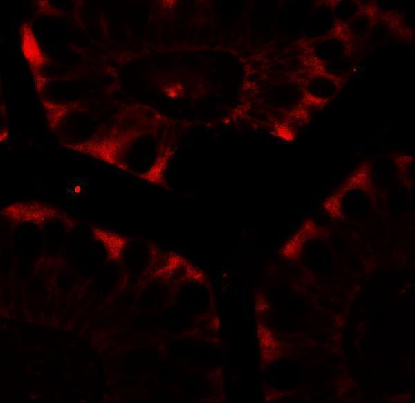 Immunofluorescence of CFTR in human small intestine tissue with CFTR antibody at 20 μg/mL