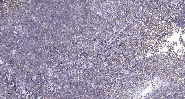 Immunohistochemical analysis of paraffin-embedded human tonsil