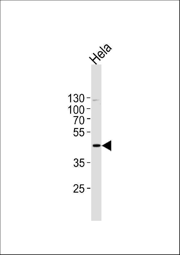 MAPK1 Antibody (C-term) western blot analysis in Hela cell line lysates (35ug/lane)