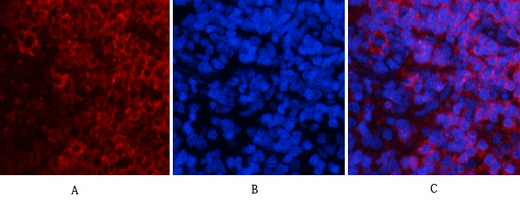 a00030y222 mapk1 primary antibodies if testing 1