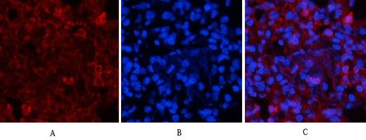 a00030y222 mapk1 primary antibodies if testing 10