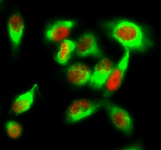 a00030y222 mapk1 primary antibodies if testing 8