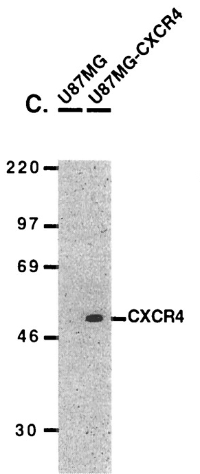 a00031 1 cxcr4 primary antibodies wb testig 11