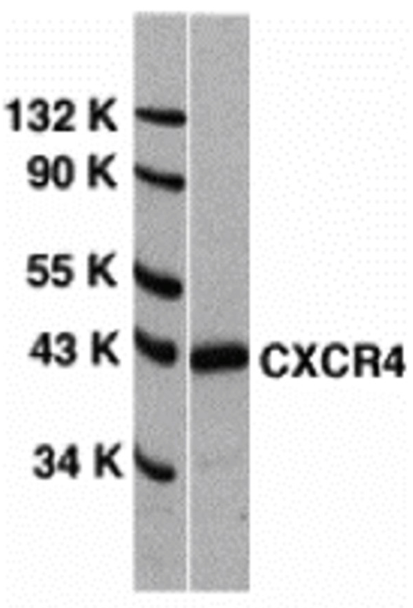 a00031 1 cxcr4 primary antibodies wb testing 1
