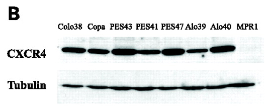 a00031 1 cxcr4 primary antibodies wb testing 12