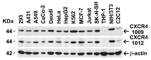 a00031 1 cxcr4 primary antibodies wb testing 2