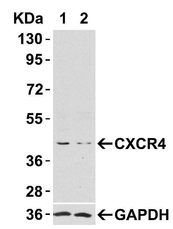 a00031 1 cxcr4 primary antibodies wb testing 3