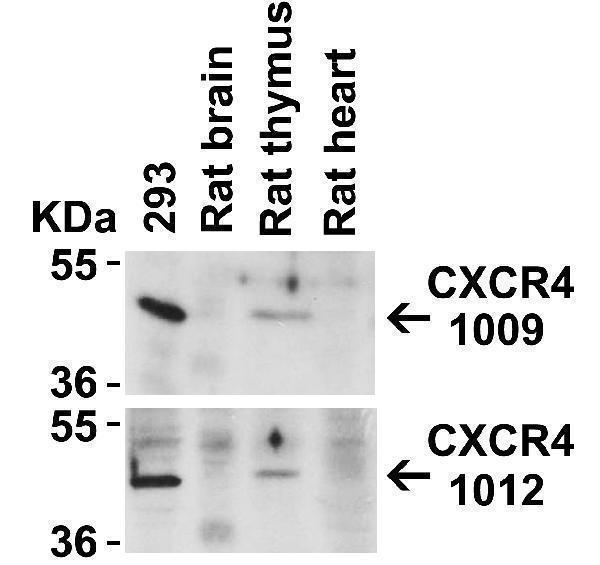 a00031 1 cxcr4 primary antibodies wb testing 4