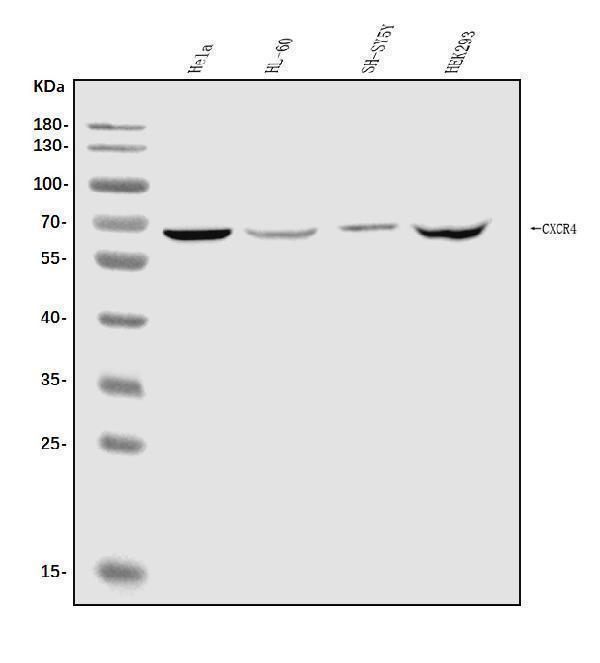  Western blot analysis of CXCR4 using anti-CXCR4 antibody (A00031-3)